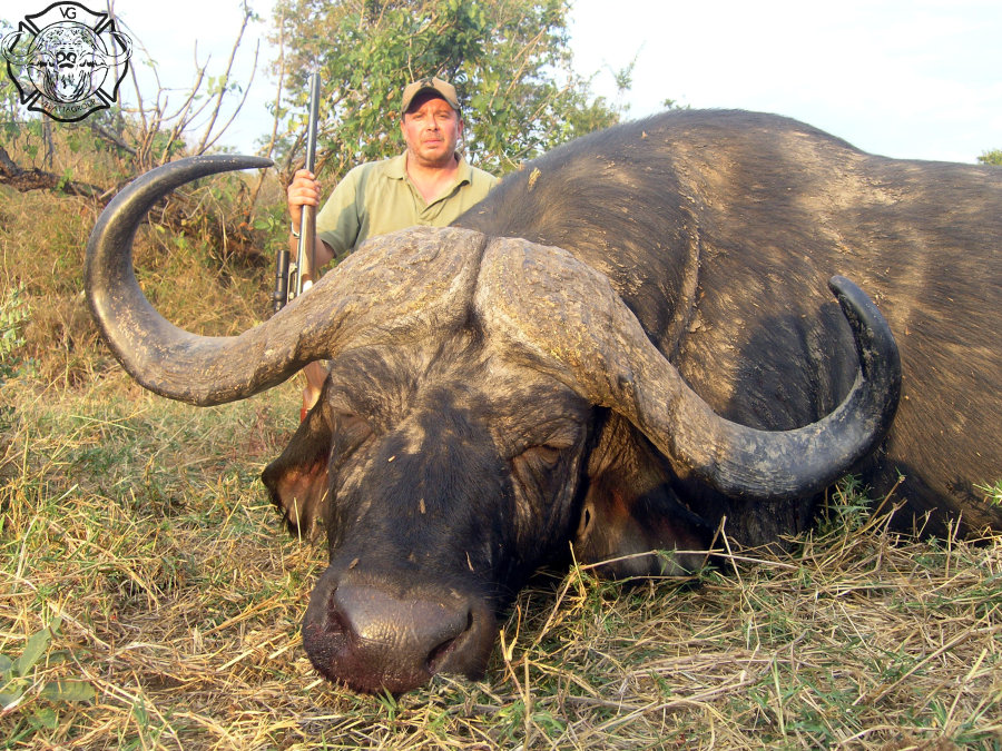 Сильный бизон. Гаур бык. Самый большой бык в мире Гаур. Бык Гаур и человек.